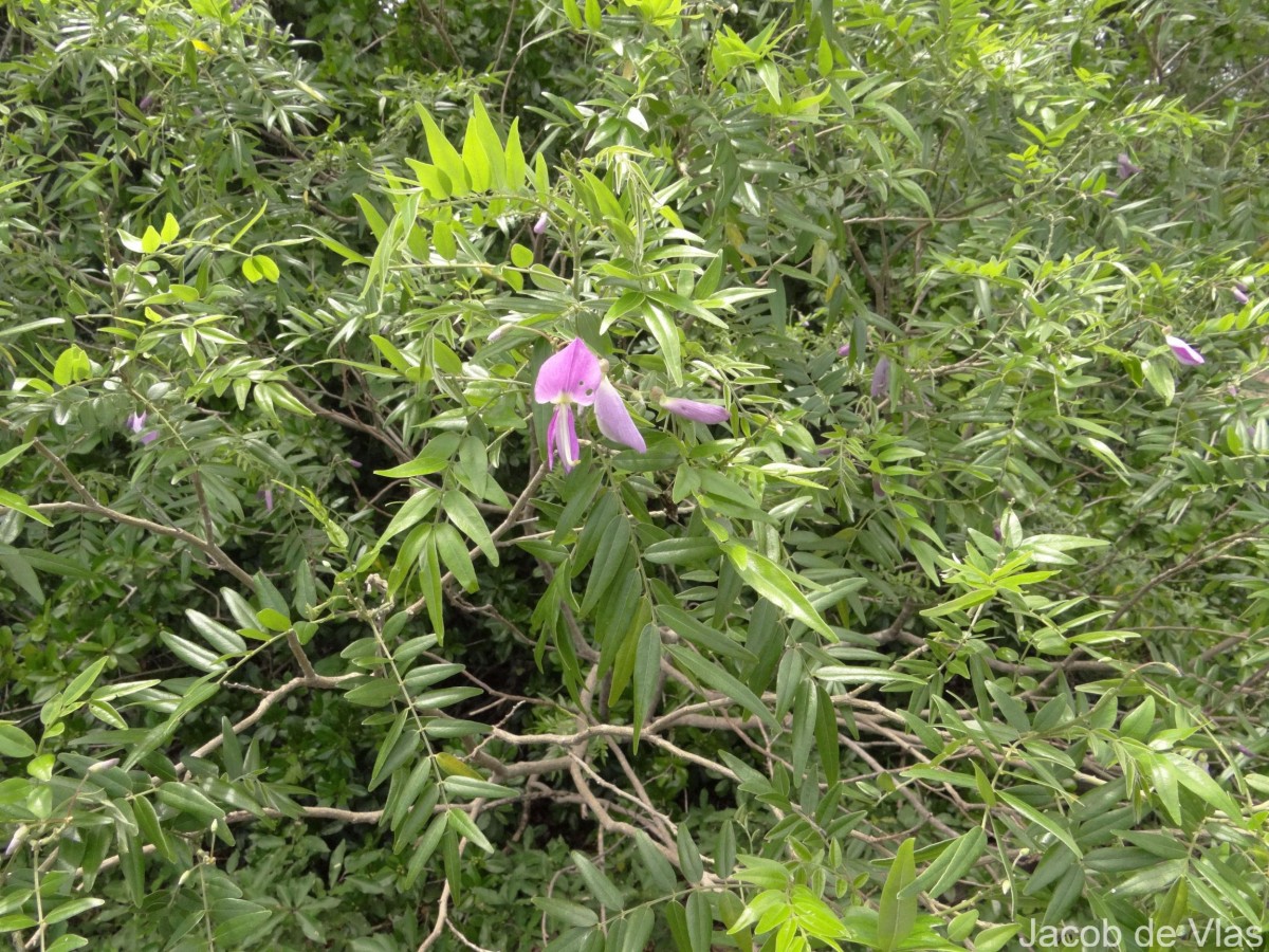 Mundulea sericea (Willd.) A.Chev.